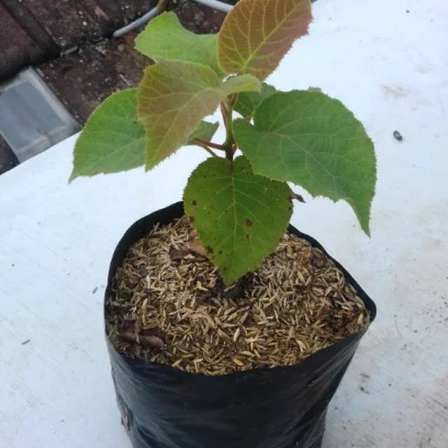 Bibit buah kiwi gold