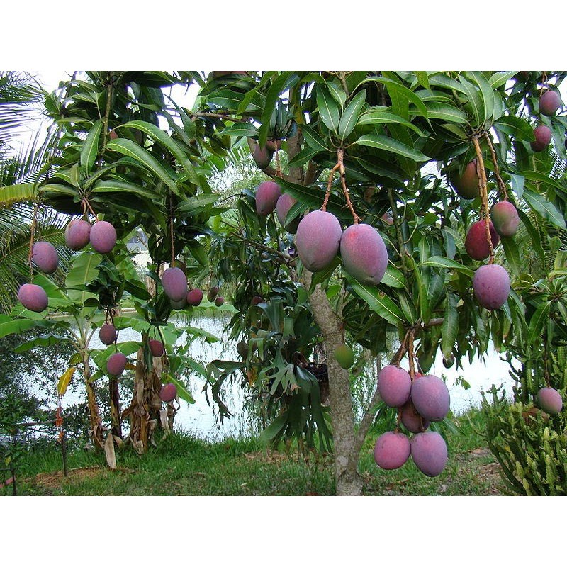 Bibit Mangga Irwin / Mangga King Purple Okulasi Cepat Berbuah (Jaminan Original)