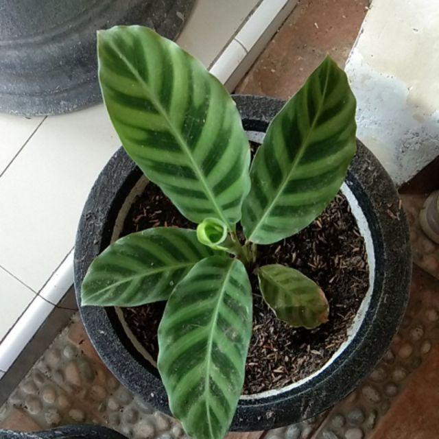 Paket 6 Jenis Calathea