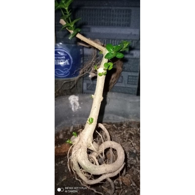 bahan bonsai mame sancang