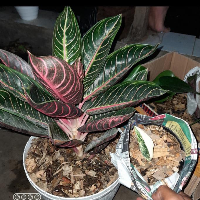 Tanaman Hias Big Dewasa Aglonema Red Sumatra - Aglonema Red Sumatra Mudikulo.Com1