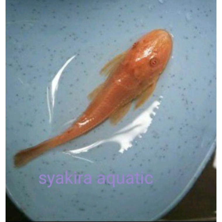 ikan sapu sapu albino ikan pembersih kaca size L