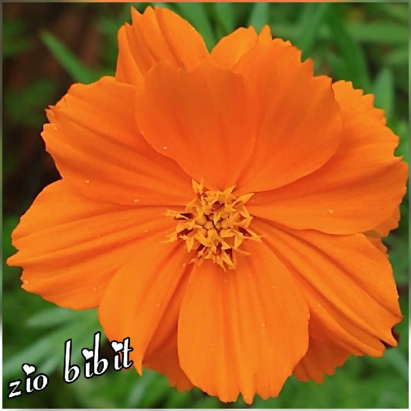 Benih bibit biji bunga cosmos orange