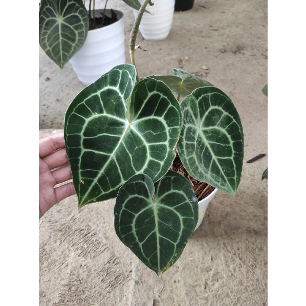 Anthurium Clarinervium