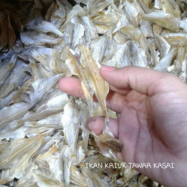 

Ikan kriuk tawar kasai