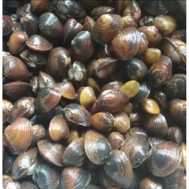 

Kepah segar