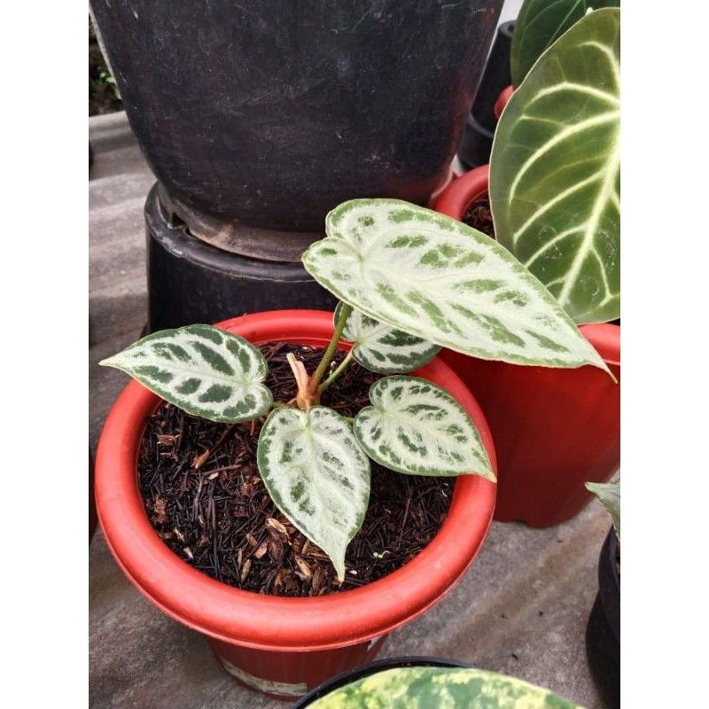 kuping gajah silver blush