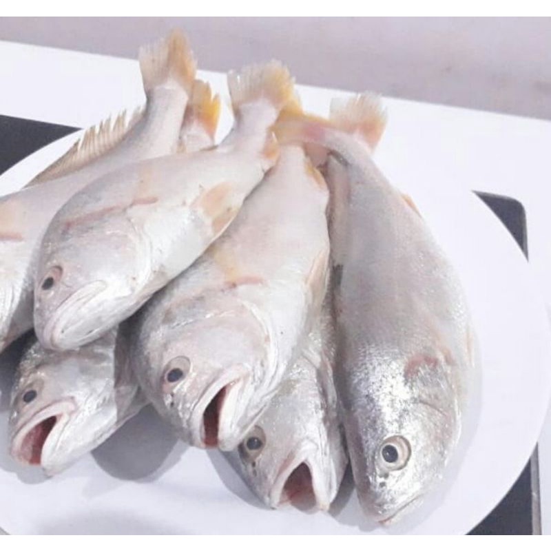 

Ikan Samge Fresh 1kg