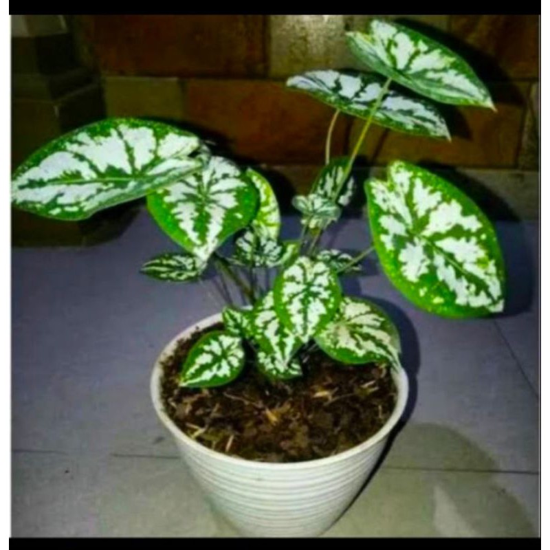 keladi liliput mutiara keladi mini cantik