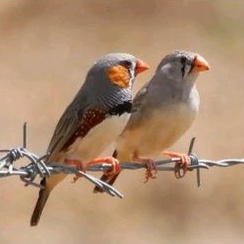burung zebra finch satuan/ sepasang