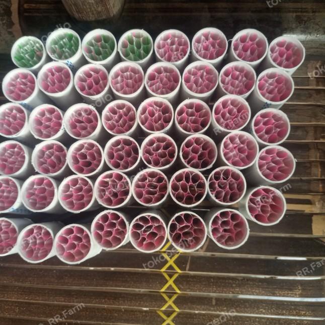 ➧ shelter burayak/bibit lobster air tawar ❁