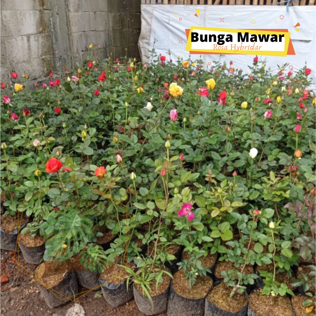 [JM_Garden] Tanaman Bunga Mawar Hidup Berbunga / Bunga Hidup Tanaman Hias Hidup Mawar Asli (Random)