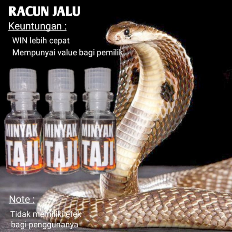 Minyak Taji Racun Jalu ular king cobra sabung ayam Bangkok aduan rahasia petarung
