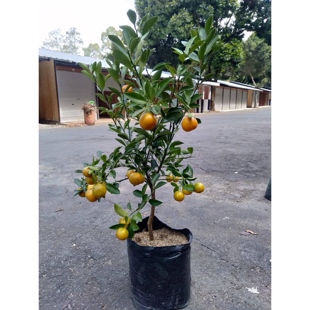 jual bibit tanaman buah jeruk lemon cui | shopee indonesia