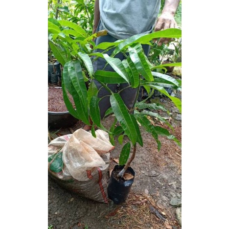 Bibit mangga Agrimania cangkok