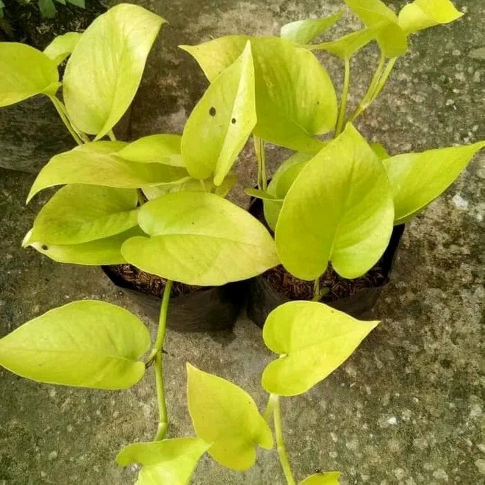 sirih gading love  sirih gading lemon  sri gading love Limited