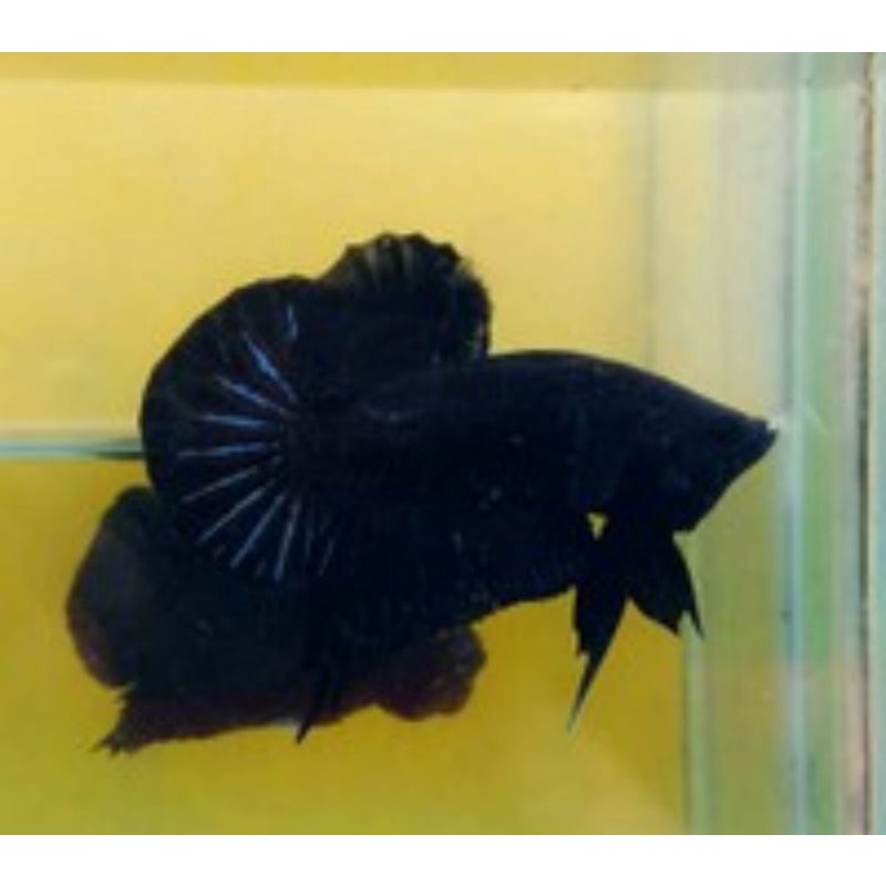 ikan cupang black dragon - samurai #ikan cupang