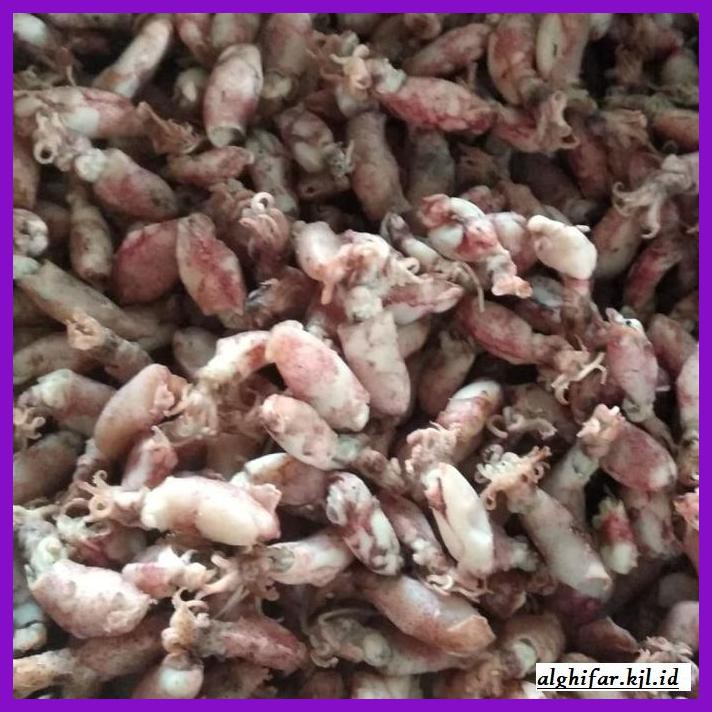 

Makanan-Kering- Baby Cumi Ukuran 2-4Cm 1Kg -Aneka.