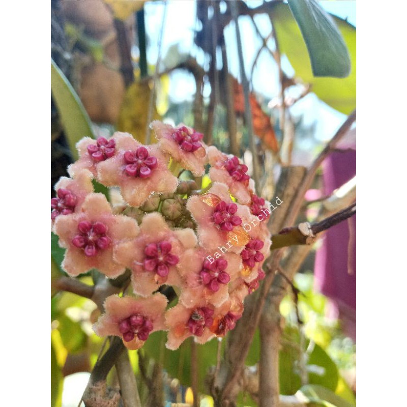hoya Diversifolia