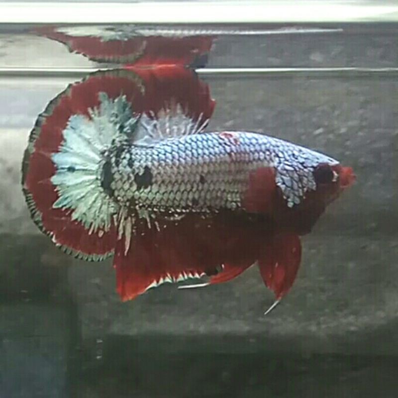 FCCP Fancy Cooper Red Banding