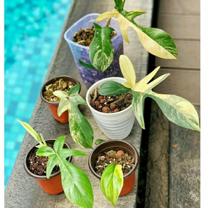 flobe variegata / philodendron flobe var