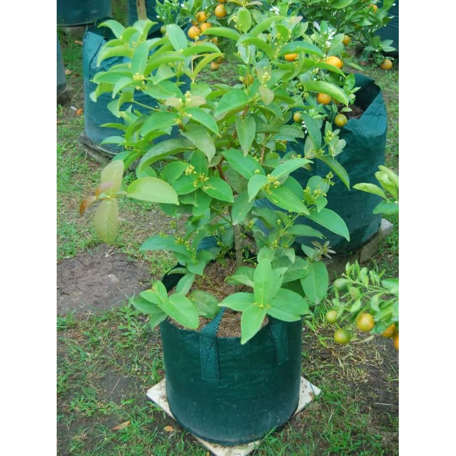 Planter Bag 50 Liter