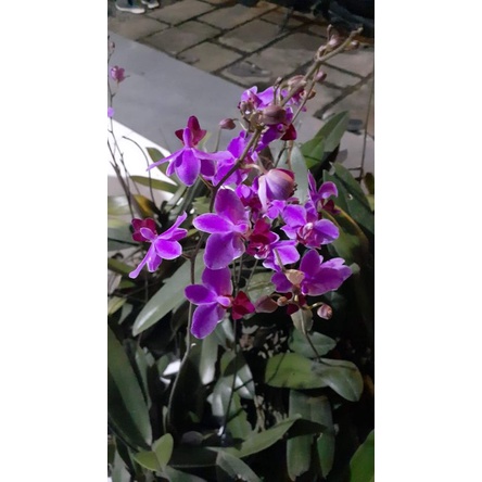 Phal. Doritis Lidah Merah