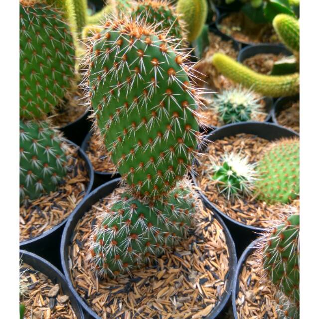 Opuntia