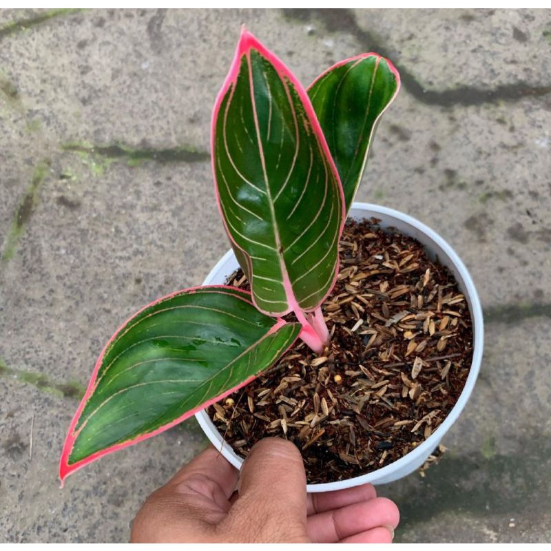 aglonema kanza baby daun 1-2