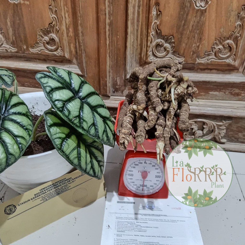 [Alocasia Dragon Silver ] KILOAN Bonggol/Umbi Keladi Tengkorak Silver Tanaman Hias