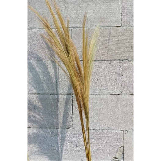 Rayung/Dried Pampas Tanpa Bulu/Pampas Tanpa Bulu Lokal