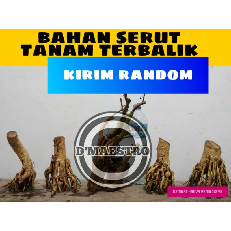 bahan bonsai / serut tanam terbalik