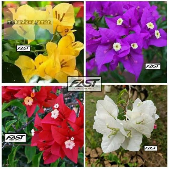 paket murah bibit bugenvil 4 warna