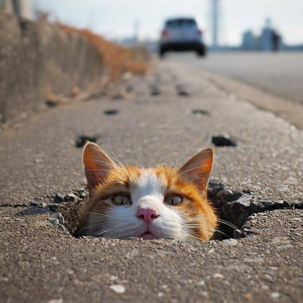 Face Shield Busa - Pelindung Wajah Dewasa Dan Anak