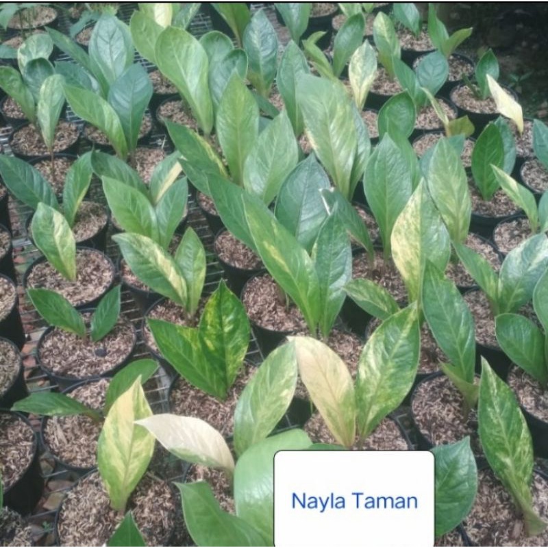 JEMANI COBRA VARIEGATA-TANAMAN HIAS JEMANI COBRA PATIGATA