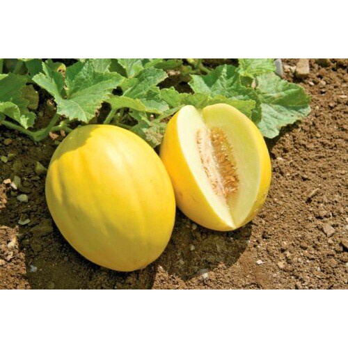 Benih-Bibit Melon Kuning Canary Yellow (Haira Seed)