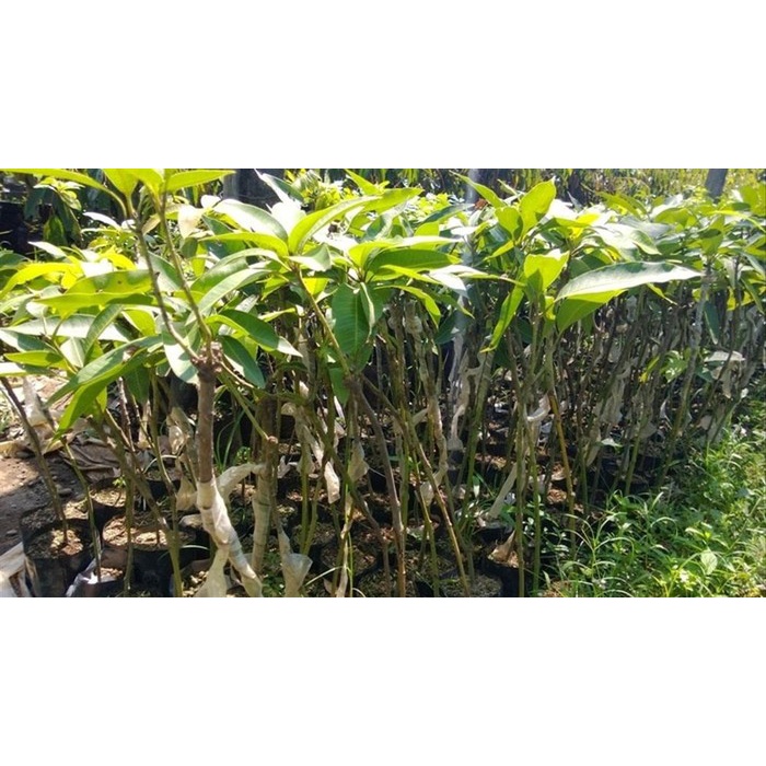 Bibit Buah Tanaman Mangga Podang Super