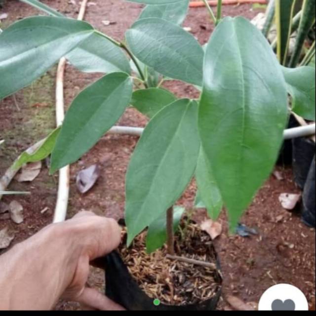 Tanaman Bibit Cincau hiaju / tanaman cincau