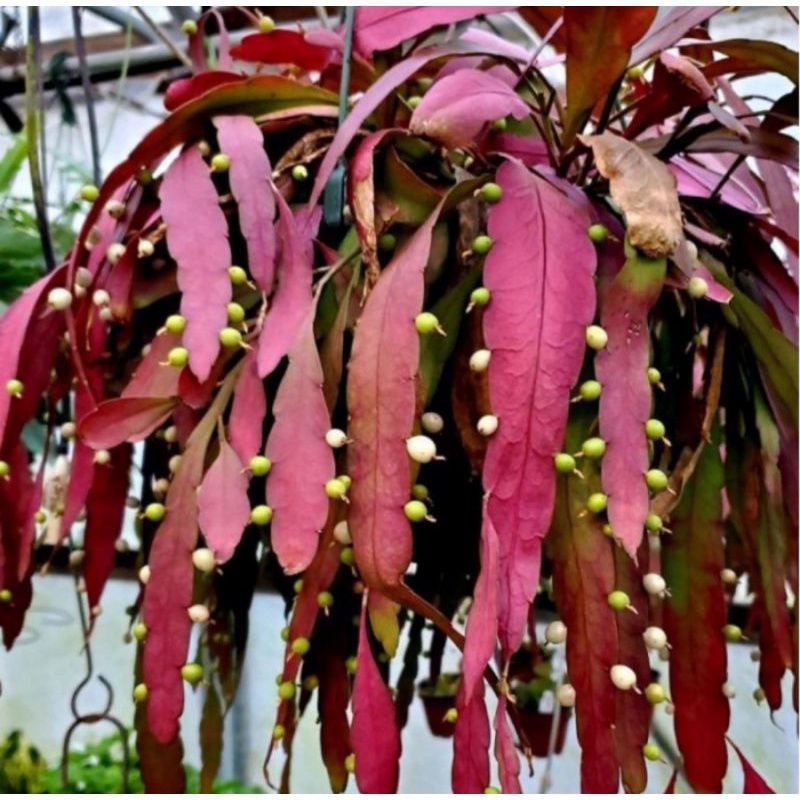 tanaman hias wijaya kusuma tasbih - wijaya daun merah - kusuma wijaya