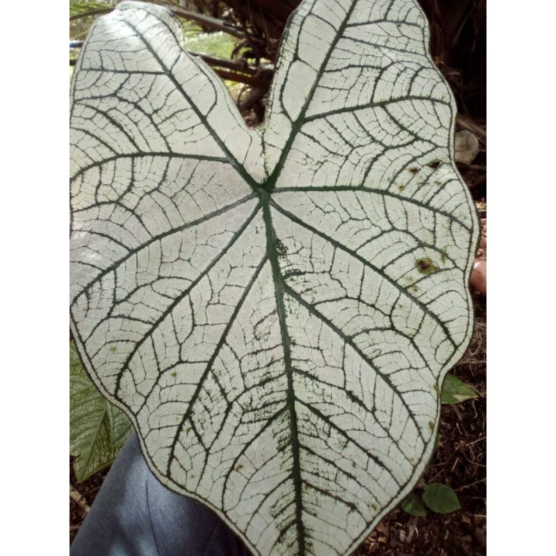 

kladi putih yg anggun