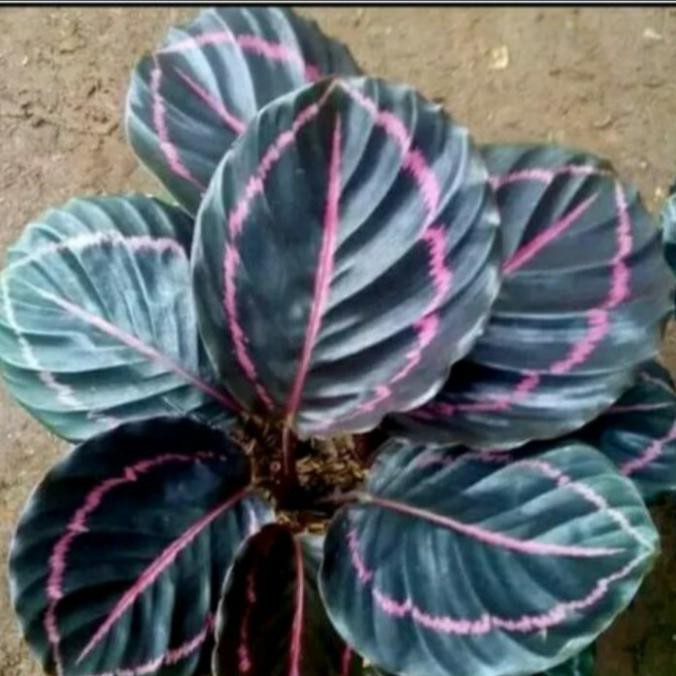 Tanaman Hias Anglonema Black Lipstik