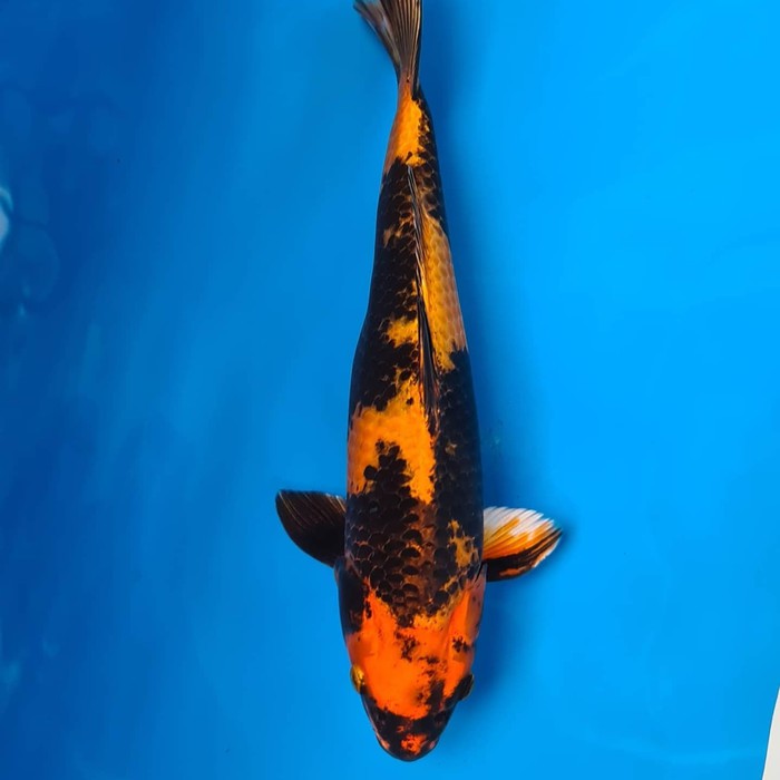 KOI kin ki utsuri import koi japan