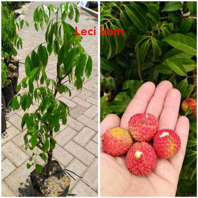 Bibit leci com (Leci merah)