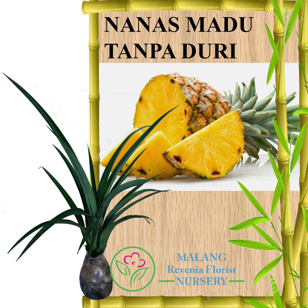 Tanaman Nanas Madu Tanpa Duri