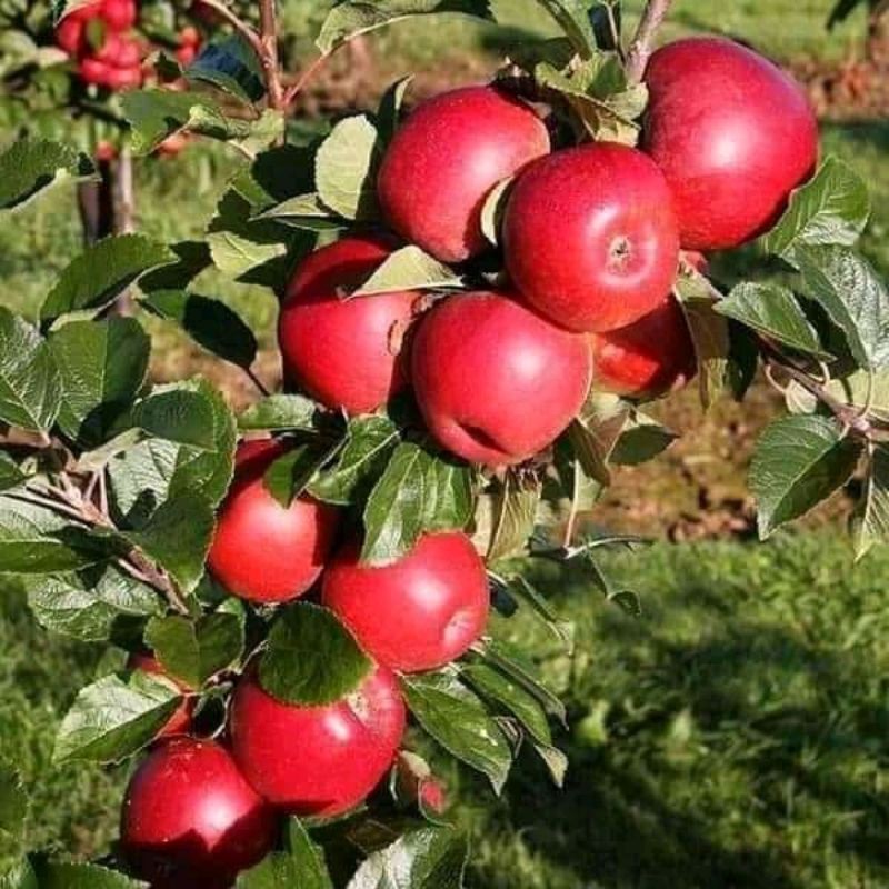 Bibit apel ana merah cepat berbuah
