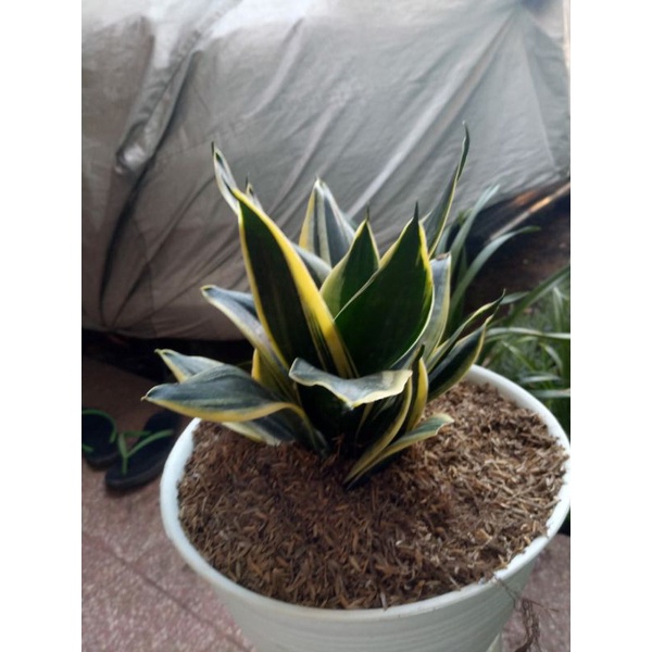 sansivera pagoda indukan besar