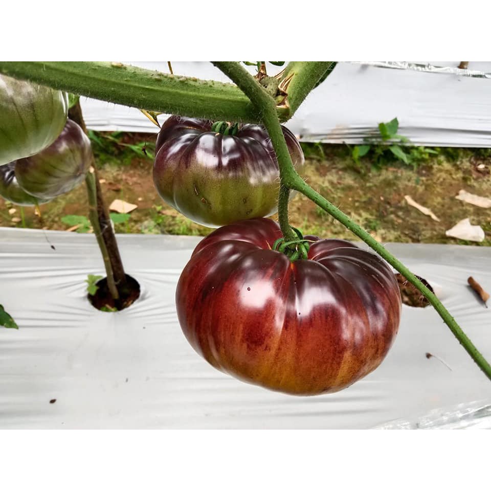 Benih Bibit Biji - Tomat Jumbo Sart Roloise Beefsteak Tomato Seeds