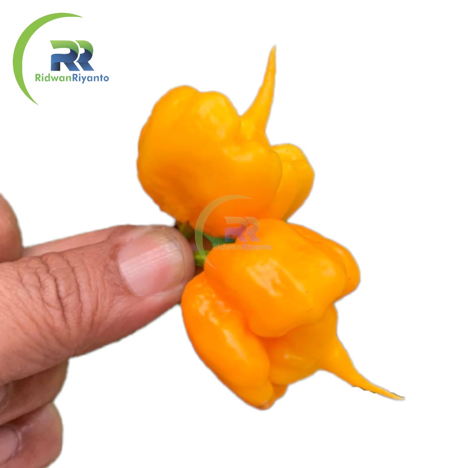 BIJI Benih Cabai CAROLINA REAPER Yellow Cabe Terpedas Nomor 1 di Dunia Versi Guinness World Record