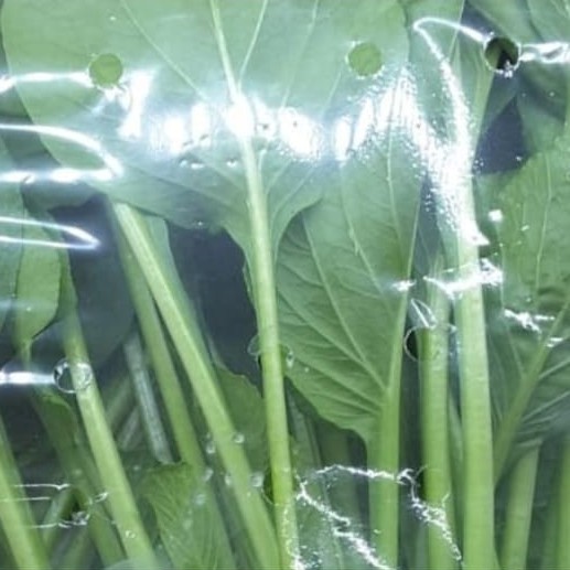 

Sayur Hidroponik Organik Caisim 250 gram, 2 Pax