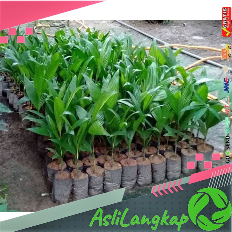 Bibit Pinang Unggul Bibit Pinang Betara